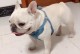 法国斗牛犬价格及不同等级介绍（了解法国斗牛犬的价格以及常见等级）