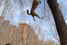 培训以马犬需要多长时间？（探索培训以马犬所需的时间和关键因素）