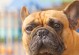 《饲养以巴哥犬的费用及方法》（了解以巴哥犬价格，掌握科学饲养之道）