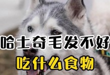哈士奇毛发生长周期及护理方法（了解哈士奇的毛发生长周期，让它们的毛发更加健康美丽）