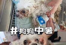 狗狗中暑了怎么办？——保护宠物狗狗避免中暑的方法（狗狗中暑的症状及应急处理方法）