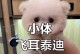 探索泰迪犬的品种和价格（了解不同泰迪犬品种的特点及价格范围）
