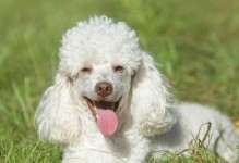 探索世界上最温柔的犬种（帅气外貌与温柔内心的完美结合）