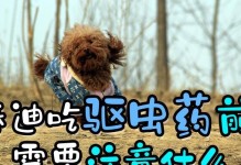 为什么要定期给泰迪狗驱虫？（保护泰迪狗健康的重要措施）