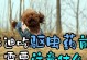 为什么要定期给泰迪狗驱虫？（保护泰迪狗健康的重要措施）