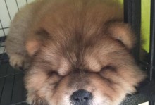 松狮毛色不好补救方法（如何改善松狮的毛色，让其焕发光彩）