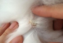 兔子常见的疾病及预防措施（探究兔子患病原因，提供有效预防方法）