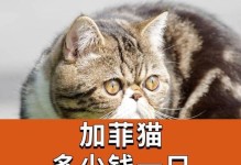 加菲猫价格一览（从品种到血统，揭秘加菲猫价格的秘密！）