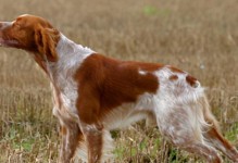 赛特犬饲养全指南（科学饲养让它们更健康热爱生活让它们更快乐）