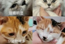 揭秘猫咪眼屎多的原因（探究猫眼屎异常的原因及解决方法）