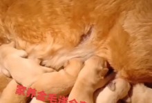 金毛犬的最佳喂养时间（科学合理的喂养时间可以使金毛更健康快乐）