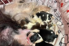 小体犬（探索小型犬种的特点和适应性）