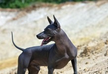 猎狗选手中最佳的猎犬品种（探讨最适合打猎的狗种和其特点）