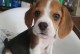探索天然幼犬比格犬的特点与饲养方法（了解比格犬的原始特质，提供最佳饲养建议）