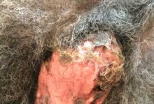 狗狗阴囊炎药物治疗的有效选择（探索最佳药物治疗方案，让狗狗告别阴囊炎烦恼）