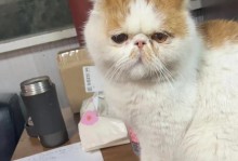 猫咪1-3月的免疫空窗期（建议、注意事项与照顾技巧）