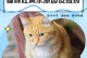 猫咪为何呕吐黄水？（探索猫咪呕吐黄水的原因及治疗方法）