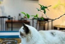 猫咪的粘人行为解析（探索猫咪为何喜欢与人亲近）