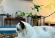 猫咪的粘人行为解析（探索猫咪为何喜欢与人亲近）