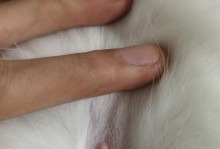 母猫怀孕多久乳头变色？（观察猫咪乳头颜色变化来确认怀孕）