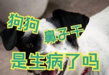 揭秘狗鼻子干的原因——解读狗儿身体健康的关键（探索狗鼻子干燥的原因，了解如何保持狗儿身体健康）