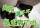 揭秘狗鼻子干的原因——解读狗儿身体健康的关键（探索狗鼻子干燥的原因，了解如何保持狗儿身体健康）