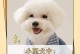 饲养巨型雪纳瑞的秘诀（从幼犬到成犬，让你的爱犬健康快乐成长）