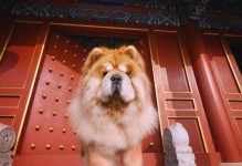 以松狮换主人的适应期及认知时间分析（从松狮主人交接到适应新环境需要多长时间，你知道吗？）