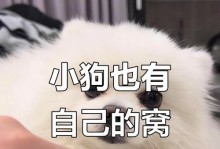 博美幼犬的睡眠需求及习惯（揭秘博美幼犬的睡眠习惯和理想睡眠时间）