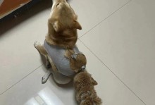选择合适的冬季狗狗装备，让它温暖过冬（如何给狗狗选择合适大小的衣服？）
