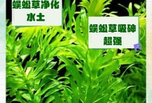 鱼对水草的作用及意义（探索水生生态系统中鱼类对水草的重要作用）