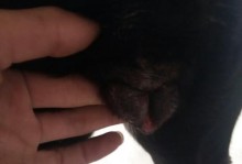 母狗流血的周期及注意事项（了解母狗的生理周期和保健常识，关心你的毛孩健康）