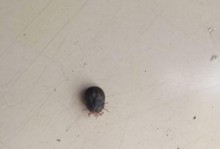 狗狗常见寄生虫及防治方法（探究狗狗容易感染的寄生虫种类及预防措施）