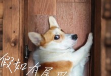 柯基幼犬剪尾的最佳时机（了解柯基幼犬剪尾的时机和注意事项）