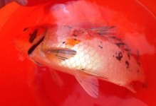 锦鲤为何喜欢吃鱼眼睛？（探析锦鲤食用鱼眼睛的原因和影响）