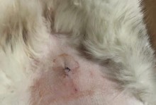 为什么猫结扎了命会长（探索猫咪结扎手术的好处及相关影响）