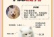 以萨摩耶掉毛周期长短及控制方法解析（揭秘萨摩耶掉毛周期、控制秘诀）