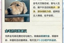 金毛为什么一见狗就咬？（探究金毛犬对其他狗咬人行为的原因和解决方法）