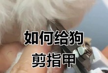 给狗狗剪指甲出血怎么办？家庭止血法帮到你！（家庭常见止血法，保护宠物健康的秘密武器！）