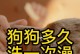 幼犬的饮食需求及喂养时间表（详解幼犬成长阶段的饮食安排与养护要点）