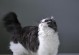 以鱼骨刺猫为主题的品种介绍（探索鱼骨刺猫独特的品种特征和养殖要点）