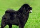黑色巨型犬（探秘黑狼犬的起源、特征与特殊训练）