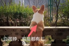 柯基犬的走路之谜（揭秘柯基犬何时开始走路的奥秘）