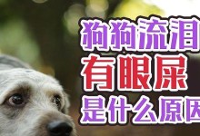 狗狗为什么会流泪有眼屎？（探究狗狗眼部问题的原因和解决方法）