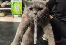 猫咪口吐白沫的原因与措施（了解口吐白沫的原因，保护猫咪的健康）