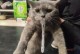 猫咪口吐白沫的原因与措施（了解口吐白沫的原因，保护猫咪的健康）