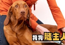 毛小孩——一种可爱的狗狗（探索毛小孩的独特魅力及其适合的养育方式）
