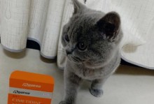 如何帮助幼猫解决拉稀问题（宝贝猫拉稀怎么办？幼猫拉稀的原因和解决方法）