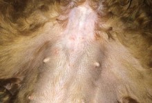 如何确定泰迪犬的怀孕时期？（了解泰迪犬的怀孕周期及判断方法）