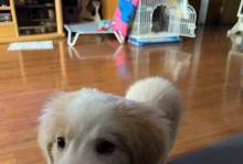 两个月大的边牧宝宝该喝什么水？（选择适合宝宝的水源，健康成长）